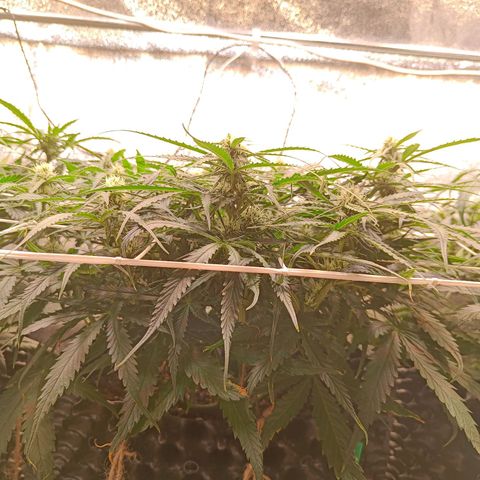 Sbanfo growlog timeline photo