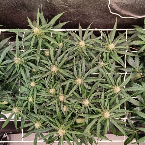 Sbanfo growlog timeline photo