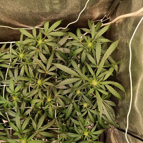 W.W. Skunk growlog timeline photo
