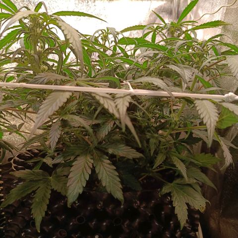 W.W. Skunk growlog timeline photo
