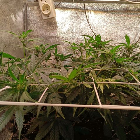 White D. Skunk  growlog timeline photo
