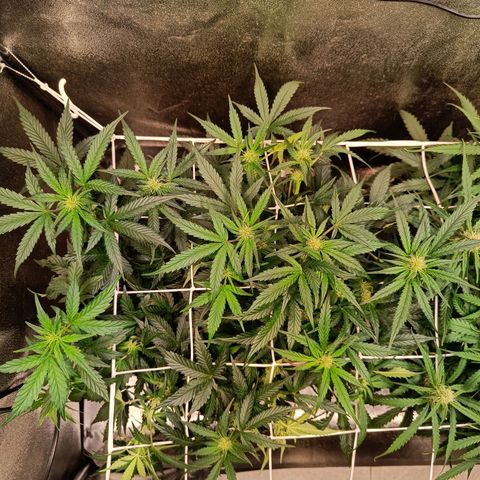 White D. Skunk  growlog timeline photo
