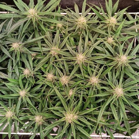 Sbanfo growlog timeline photo