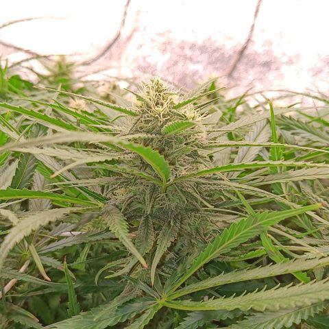 Sbanfo growlog timeline photo