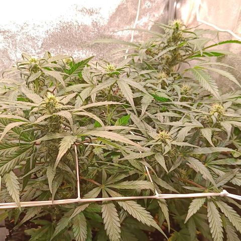 W.W. Skunk growlog timeline photo