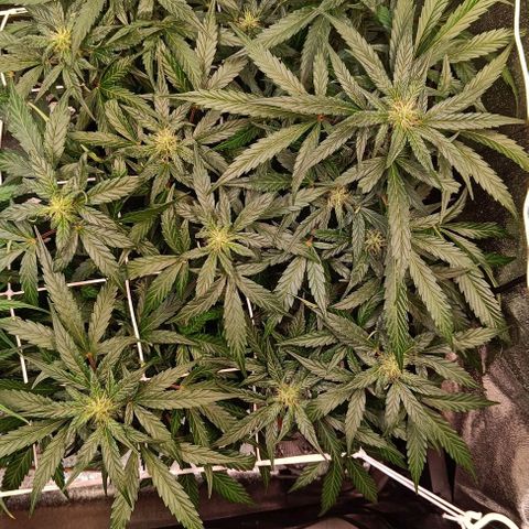 W.W. Skunk growlog timeline photo