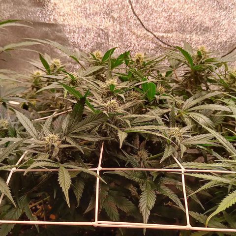 White D. Skunk  growlog timeline photo