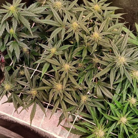 White D. Skunk  growlog timeline photo