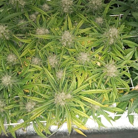 Sbanfo growlog timeline photo