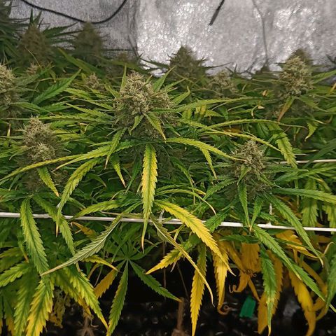Sbanfo growlog timeline photo