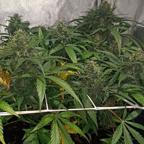 W.W. Skunk growlog timeline photo