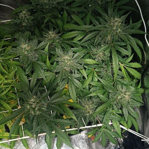 W.W. Skunk growlog timeline photo