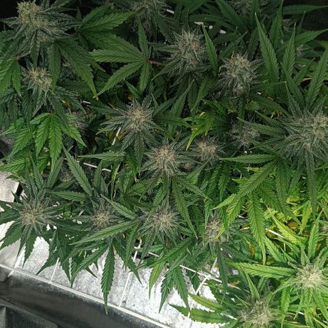 White D. Skunk  growlog timeline photo