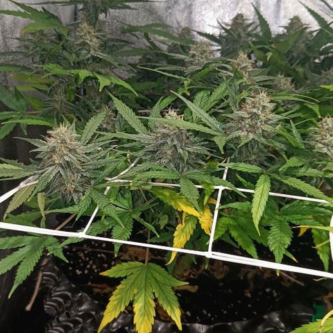 White D. Skunk  growlog timeline photo