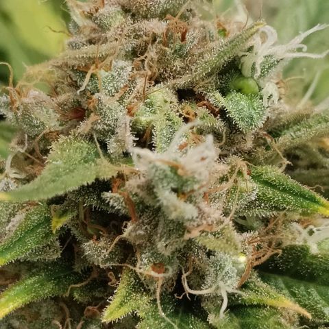 Sbanfo growlog timeline photo