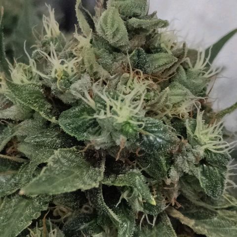 W.W. Skunk growlog timeline photo
