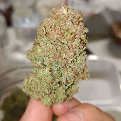 Sbanfo growlog timeline photo