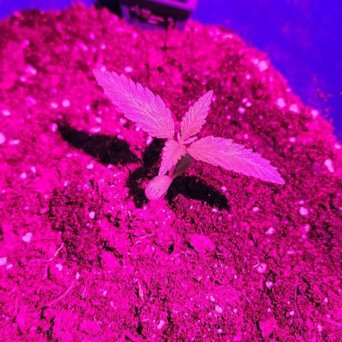 Magnum Cookies Auto growlog timeline photo