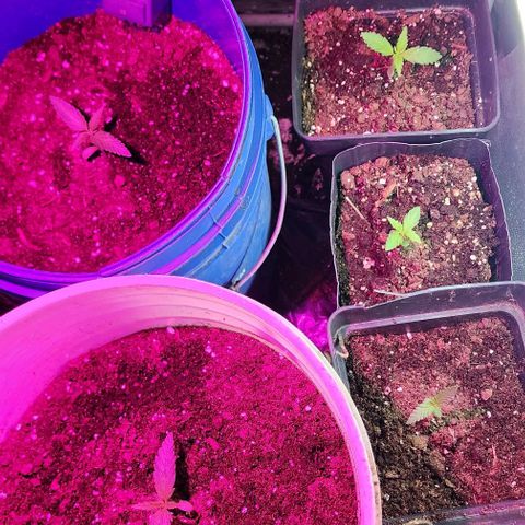 Magnum Cookies Auto growlog timeline photo