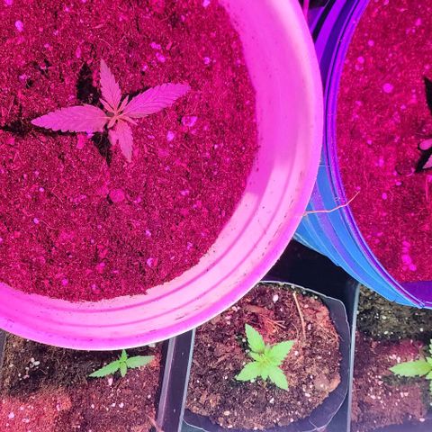Magnum Cookies Auto growlog timeline photo
