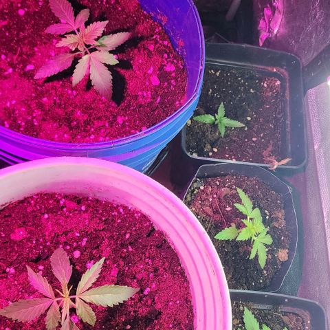Magnum Cookies Auto growlog photo: Agua de ose a full a todas y la media muerta se estresó más 