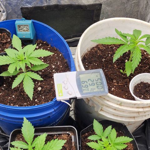 Magnum Cookies Auto growlog timeline photo