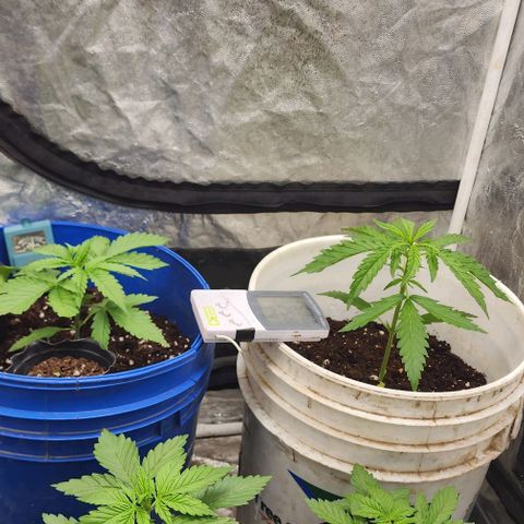 Magnum Cookies Auto growlog timeline photo
