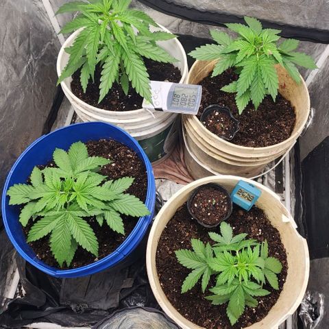 Magnum Cookies Auto growlog timeline photo