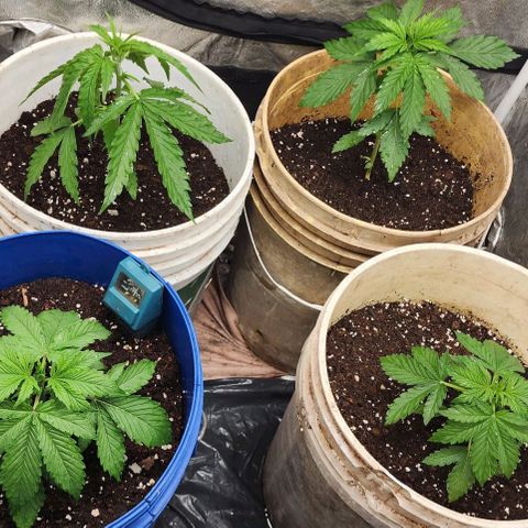 Magnum Cookies Auto growlog timeline photo