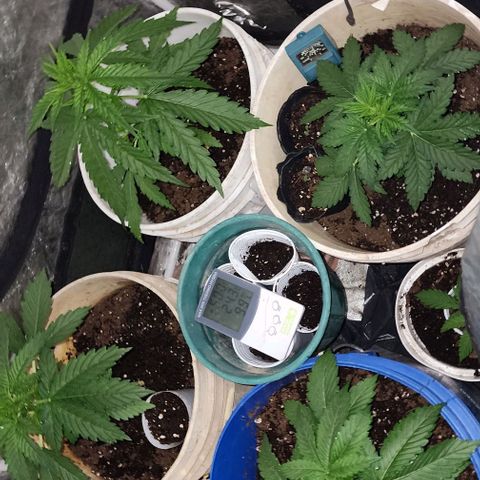 Magnum Cookies Auto growlog photo: Riego con top crop veg mezclado con purin de ortiga 