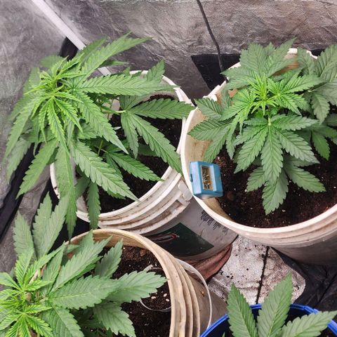 Magnum Cookies Auto growlog timeline photo