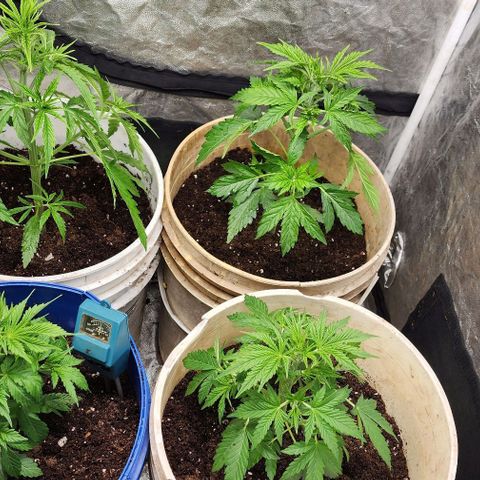 Magnum Cookies Auto growlog timeline photo