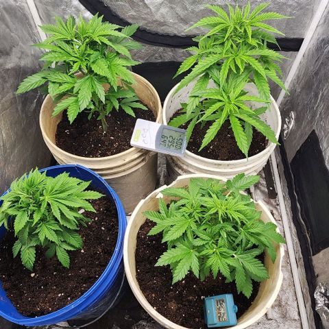 Magnum Cookies Auto growlog photo: Top crop vege