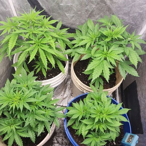 Magnum Cookies Auto growlog timeline photo