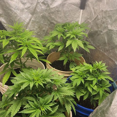 Magnum Cookies Auto growlog photo: Todas en pre flora