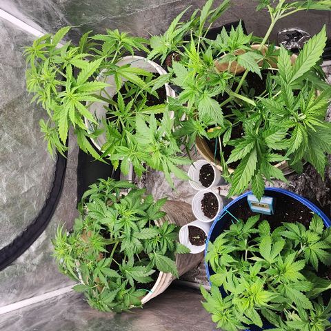 Magnum Cookies Auto growlog timeline photo