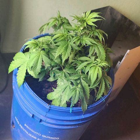 Magnum Cookies Auto growlog photo: Sintomas de hongos en las raíces por sustrato reutilizado y mucha humedad 