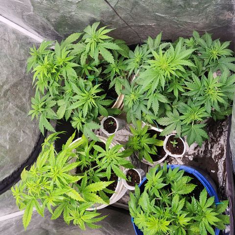 Magnum Cookies Auto growlog timeline photo