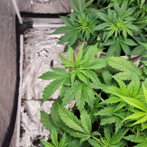 Magnum Cookies Auto growlog timeline photo