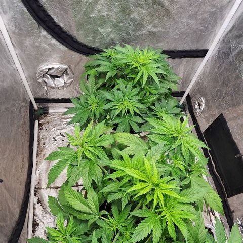 Magnum Cookies Auto growlog timeline photo
