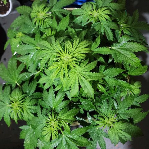 Magnum Cookies Auto growlog timeline photo
