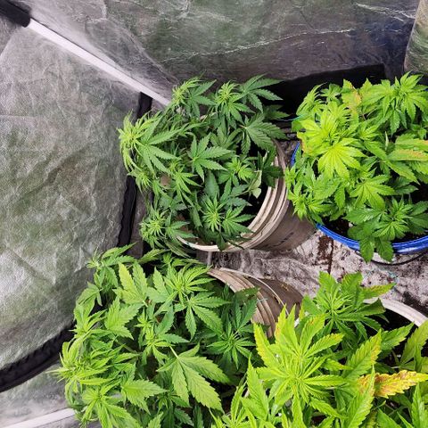 Magnum Cookies Auto growlog timeline photo