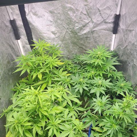 Magnum Cookies Auto growlog timeline photo