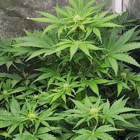 Magnum Cookies Auto growlog timeline photo