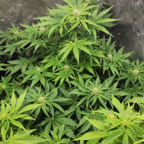 Magnum Cookies Auto growlog timeline photo