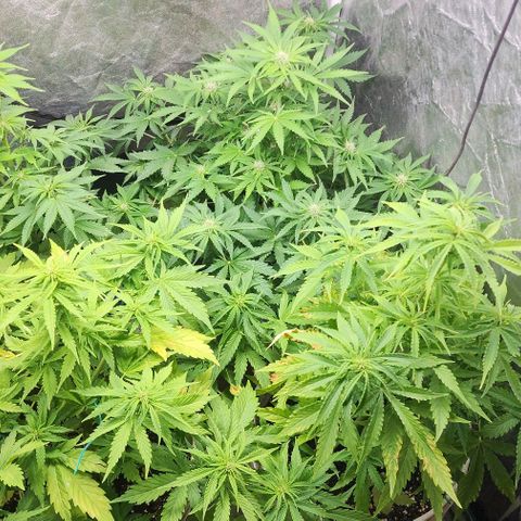 Magnum Cookies Auto growlog timeline photo