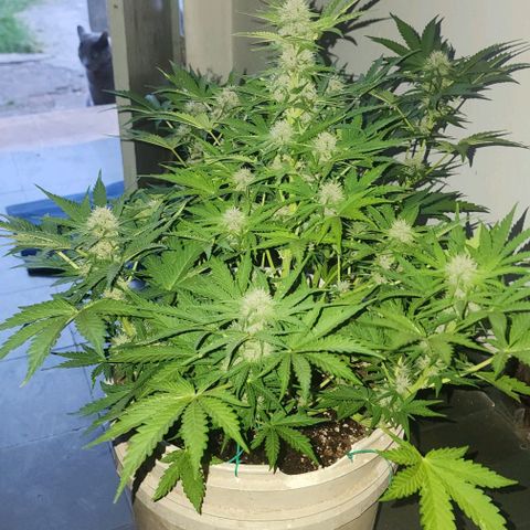 Magnum Cookies Auto growlog timeline photo