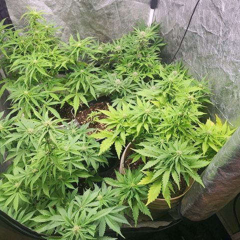 Magnum Cookies Auto growlog timeline photo