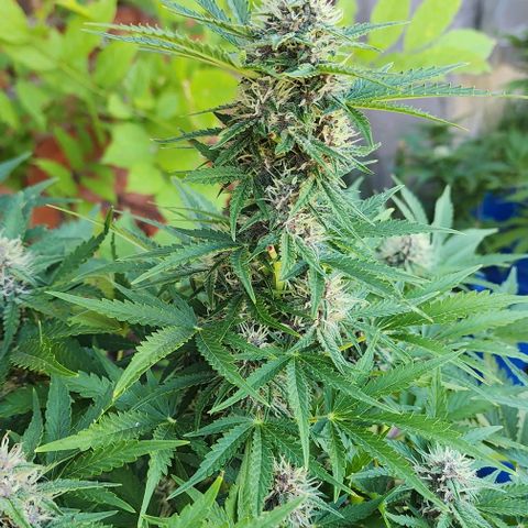 Magnum Cookies Auto growlog timeline photo