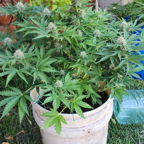 Magnum Cookies Auto growlog timeline photo